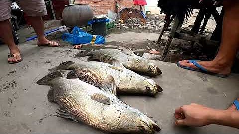 về cà mau săn cá khủng  phần 1