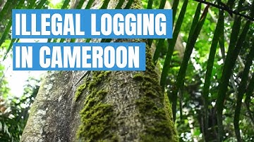 Illegal logging in Cameroon (English) | Transparency International