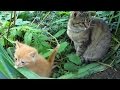 Kittens playing with mother cat in the bushes
