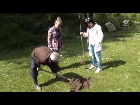 მუხნარი ტყეში 120 ძირი მუხა დაირგო /MTAVARI/