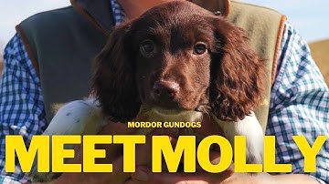 New Springer Spaniel PUPPY! Training 12-Week Old Molly