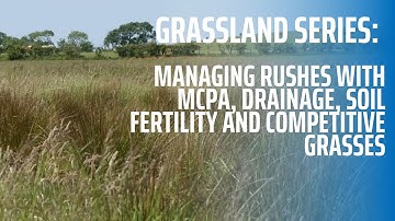 Managing Rushes With MCPA, Drainage, Soil Fertility and Competitive Grasses