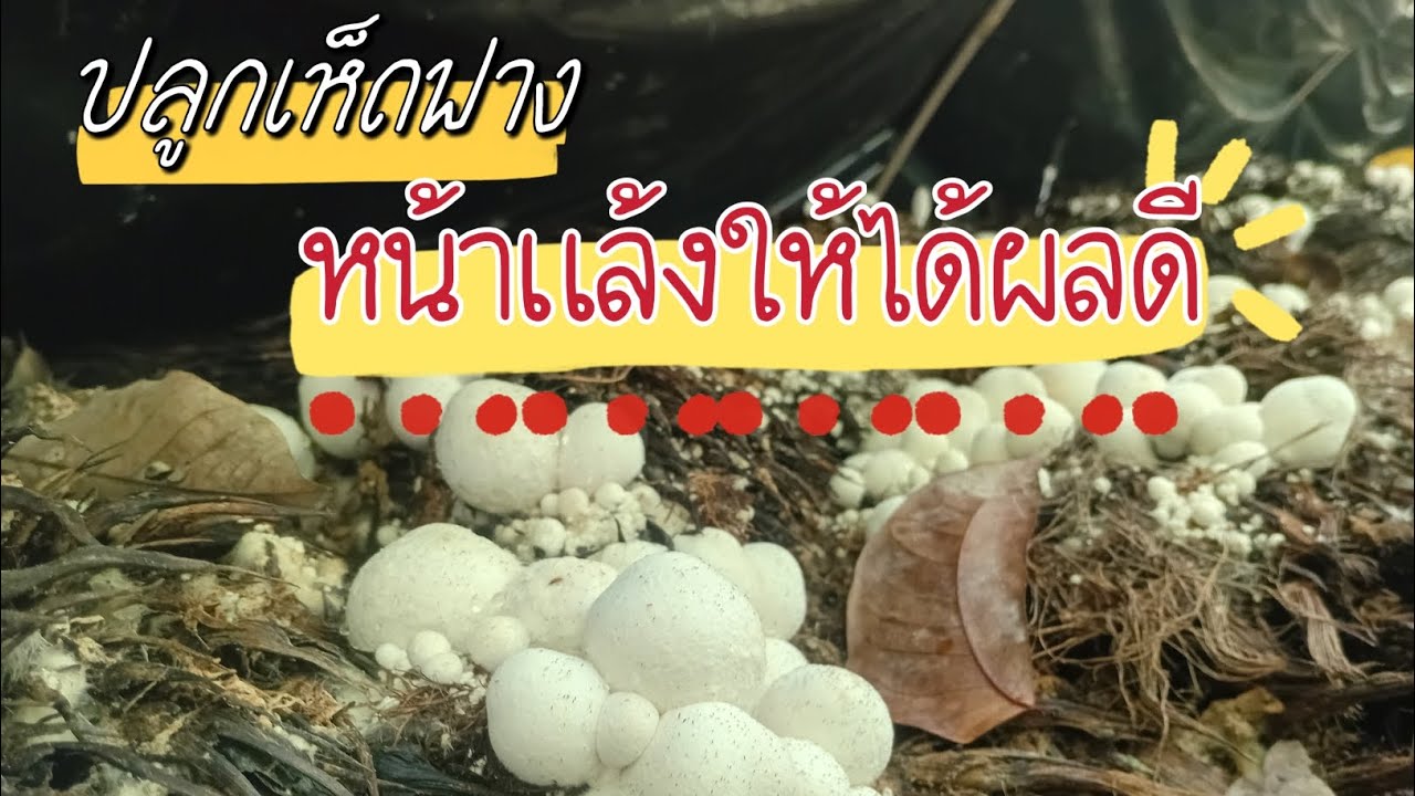 ปลูกเห็ดฟางหน้าแล้งทำยังไงไปดูกัน #เกษตรสำมะปี๋ #เห็ดฟาง #เกษตรผสมผสาน #คนสู้ชีวิต #ขยัน 