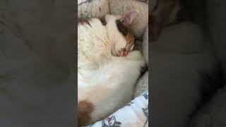 Mochi Mae cat