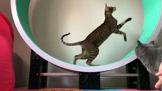 Cat Wheel by Brankley Cattery 70 views 5 years ago 55 seconds