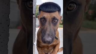 Bro really set a trap and it WORKED 💀🐶 #dogshorts #youtubeshorts #funnydog #dogvideos #viralshort