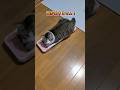 どう見ても乾燥◯麻にしかみえないマタタビを猫に与えてみた