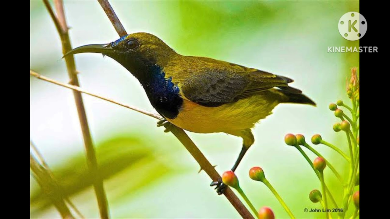 Tembakan sogok ontong gacor bagus untuk masteran|| MP3