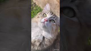 Cat And Kittens Meowing Playing Crying Snoring Eating Yawning - Cute by CUTE  FUNNY ADORABLE ANIMALS 42 views 2 years ago 9 minutes, 54 seconds