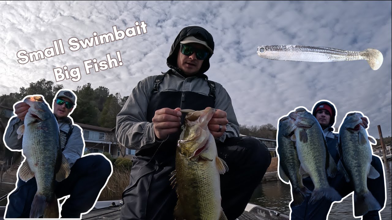 Throwing Small Swimbaits for a 25lb Clear Lake Limit
