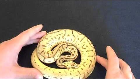 Leopard Ball Python Combos Part 3 of 3 World First Cheetah Ball Python