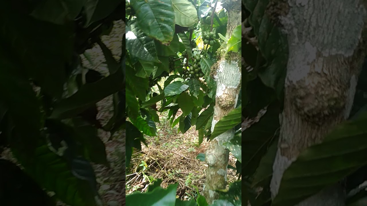 kopi robusta Pagaralam ,distek