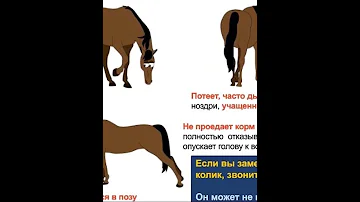 Колики у лошади. Признаки.