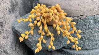 Details ABC TV | How To Make Easy Donkey Tail Plant - Craft Tutorial Update