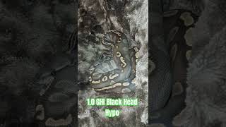 1.0 GHI Black Head Hypo #ghi #black #head #hypo #gotta #have #it #blackhead #cute #cutebaby #snake