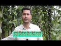 काली मिर्च का पौधा कैसे लगाये | Kali Mirch Ki Kheti  | कैसे करे काली मिर्च की  खेती | BLACK PEPPER