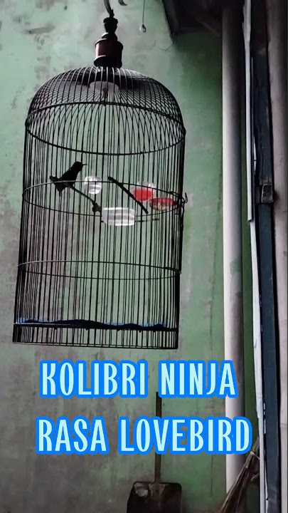KONIN-KOLIBRI NINJA NEMBAK LOVEBIRD KONIN ISIAN LOVEBIRD||ARIESBIRD#SHOTS