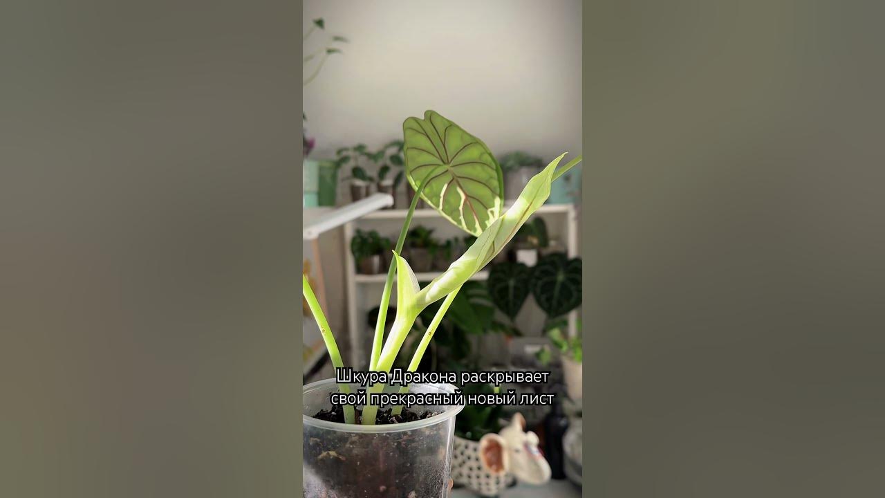 Алоказия «Шкура Дракона» раскрывает новый лист #цветы #алоказии # ...