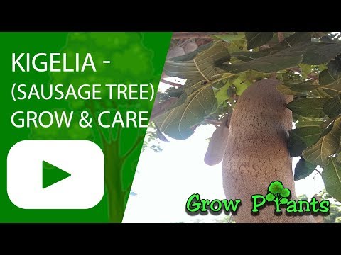 วีดีโอ: ข้อมูลต้นไส้กรอก: วิธีปลูกต้น Kigelia ในแนวนอน