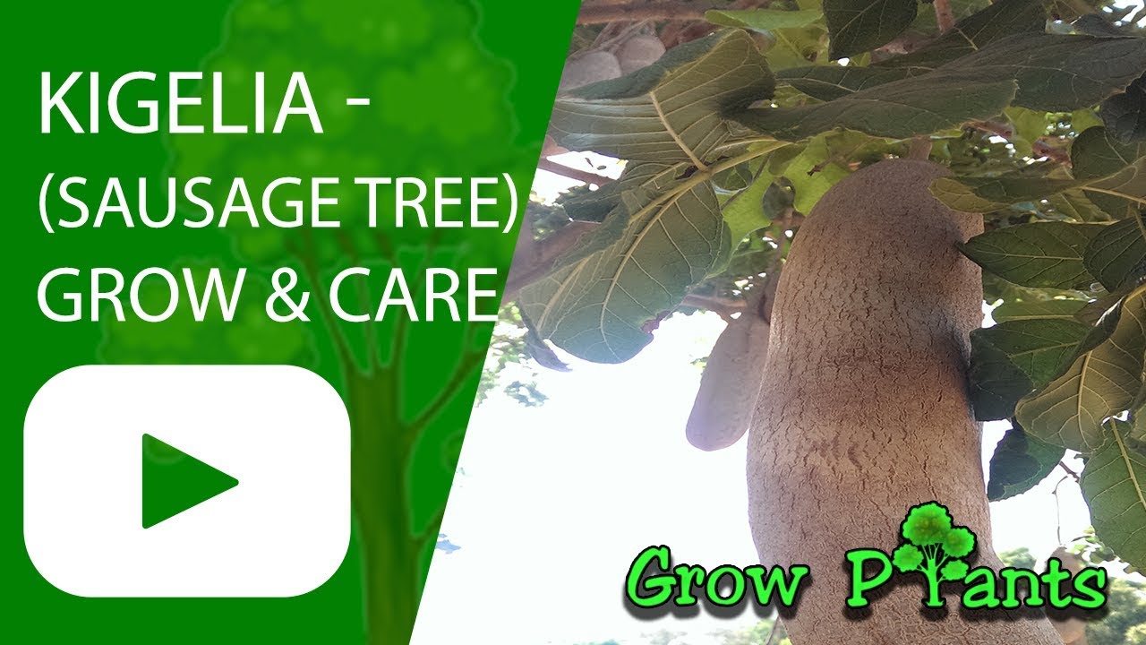 Kigelia - Sausage tree - growing and care - YouTube