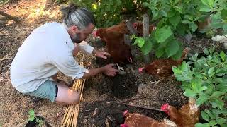 Permaculture Planting in the Chicken Yard  Integrating more layers and complexity!