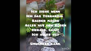 Achatschnecken Hildegard Monk Colombo Co