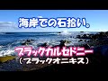 海岸で石拾い「ブラックカルセドニー」
