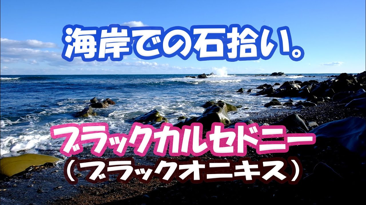 海岸で石拾い「ブラックカルセドニー」