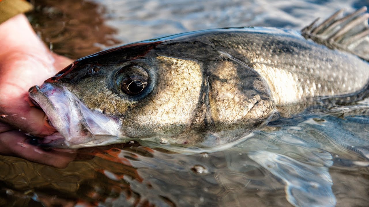 I am starting to think that this IMA Little Stik can live with the (killer)  Xorus Patchinko surface lure — Henry Gilbey