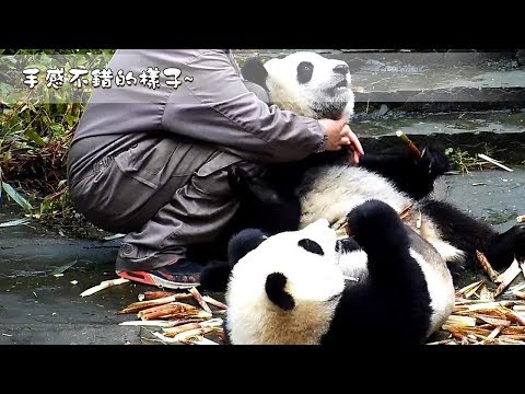 《熊貓早晚安》手感不錯的樣子~ | iPanda熊貓頻道
