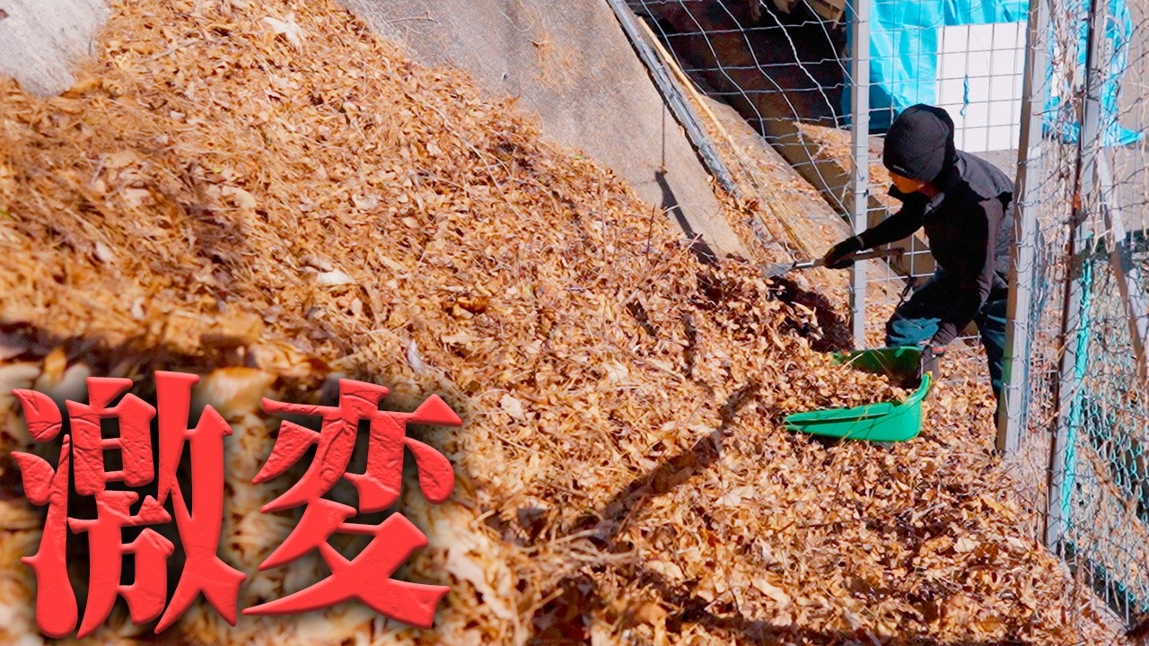 地獄】山が大変だ‼️落ち葉集めの領域を超えている… #715 - YouTube