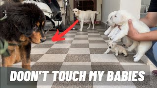 Labrador mother attacked Tibetan mastiff puppy “Nawaab” @pankajpariharuttarakhandi524 by Pankaj Parihar Uttarakhandi 8,780 views 1 year ago 11 minutes, 54 seconds