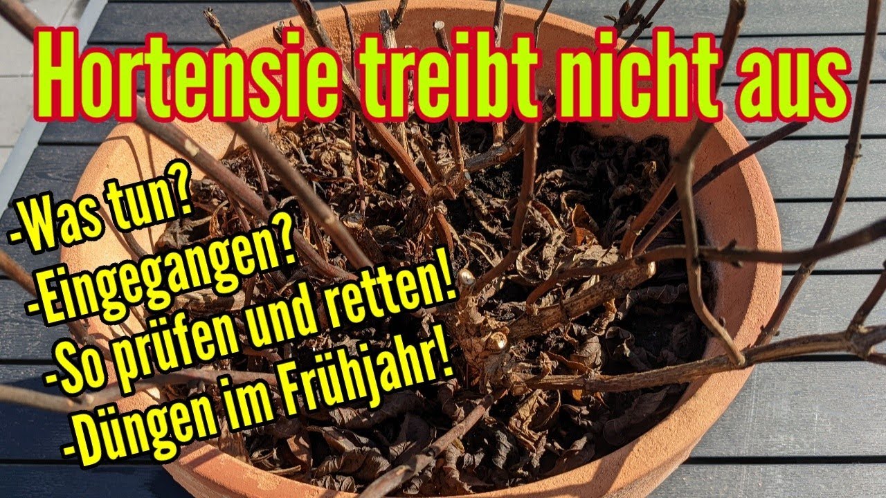 Endlich meine Hortensie treibt aus - Sie ist zum Glück nicht eingegangen und kein Frostschaden