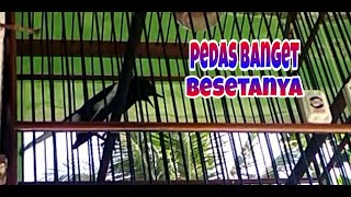 Besetan dan tembakan pedas, kacer siluman full isian