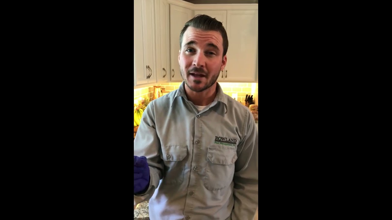 Orlando Pest Control  - How To Get Rid Of Ants