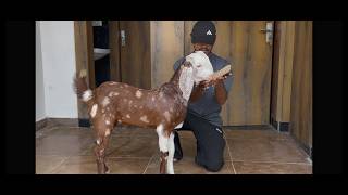 Mashallah quality goat bullet palne wale gujri bakro ka Mela start 10500