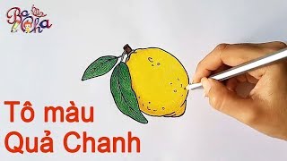 Vẽ Quả Chanh Và Tô Màu (2) - Vẽ Trái Cây - Bocha - Draw Lemon - Youtube