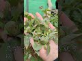 1631 第一年栽种的牡丹 最好把花苞掐了 只留1 2个赏花就行了 因为牡丹舍命不舍花 牡丹花 国花牡丹 分享养花经验 1631 第一年栽种的牡丹 最好把花苞掐了 只留1 2个赏花就行了 因为牡丹舍命不舍花 牡丹花 国花牡丹 分享养花经验