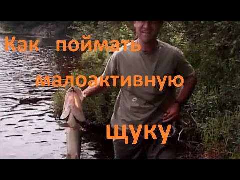 Диалоги о рыбалке - Выпуск 212 - Ловля малоактивной щуки.