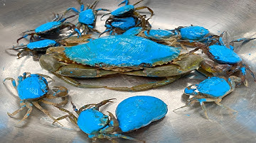 Kem Ốc và cua Chanel bắt các con vật màu sắc dùng máy xúc, ô tô chở con cua, con ếch, pacman, ốc sên