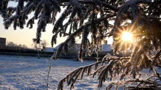 ЗИМНЕЕ ВЕЧЕРНЕЕ СОЛНЦЕ ЧЕРЕЗ ВЕТКУ Футаж