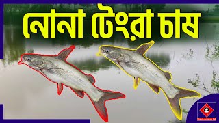 নোনা টেংরা চাষে ঝুঁকি কম লাভ ২গুণ || নোনা টেংরা চাষ পদ্ধতি || #shakibagro