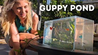 DIY Guppy Pond Setup with Aquarium Highrise