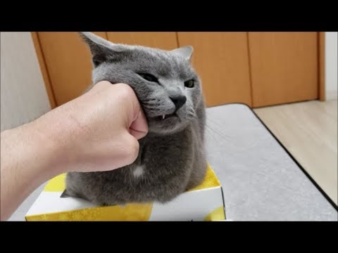 令和初ティッシュバトル！灰色猫にロケットパンチ！ - YouTube