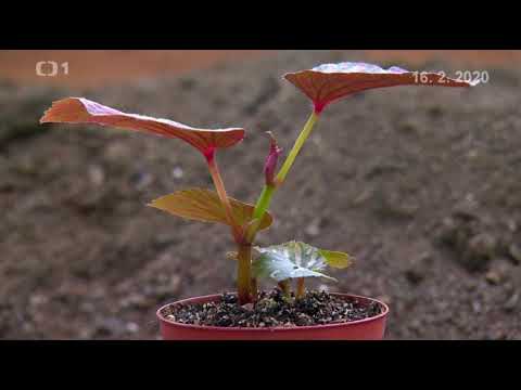 Video: Begonia: Péče A Výsadba Doma