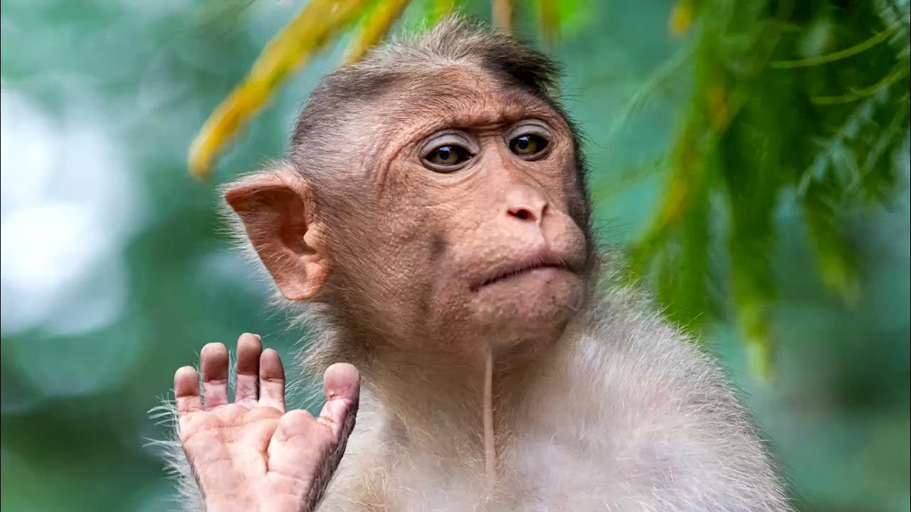 1 Hour of Monkey Sounds ProSounds YouTube