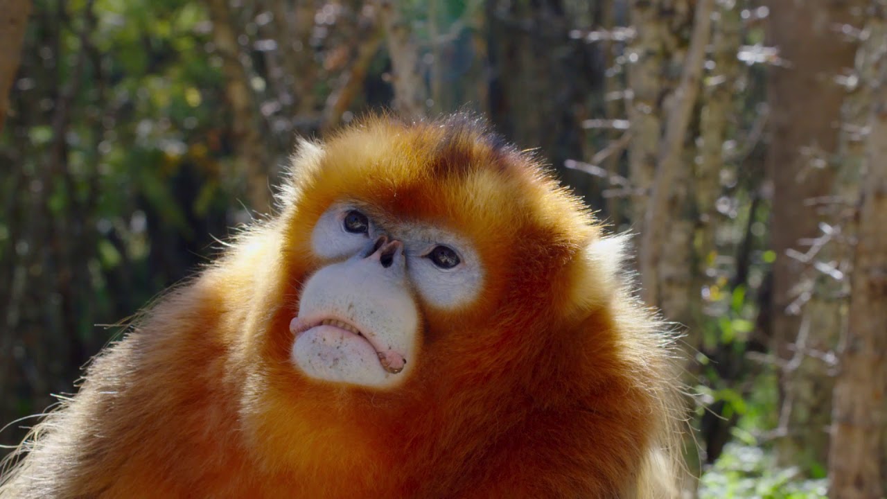 孫悟空のモデルと言われる猿 キンシコウのやんちゃ姿 ディズニーネイチャー ボーン イン チャイナ Youtube