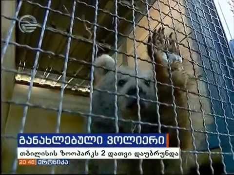 დათვები ზოოპარკს დაუბრუნდნენ