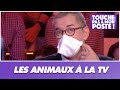 Christophe Dechavanne s'exprime sur la présence des animaux à la télévision