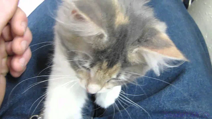 Callie the Kitten - Adopted!